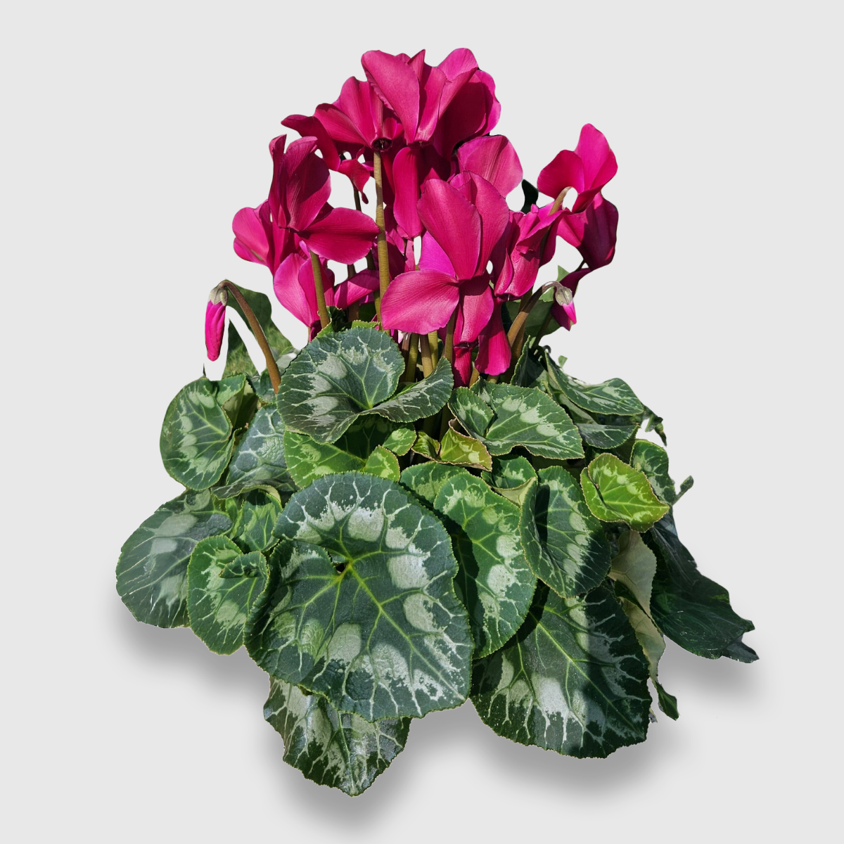 Cyclamen