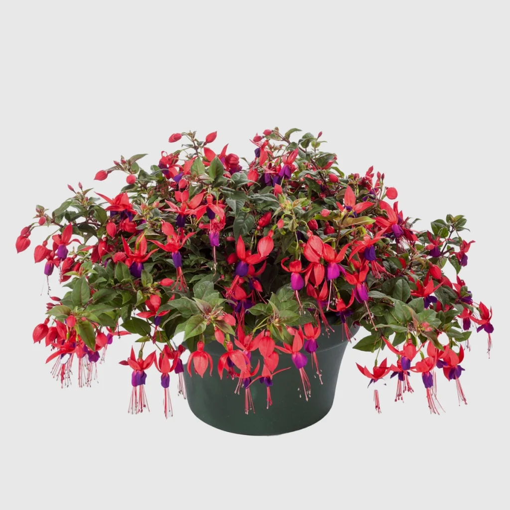 Fushcia Hybrida